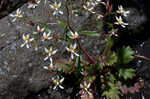 Michaux's saxifrage